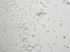white_night_L1